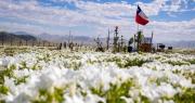 El desierto de Atacama florece tras intensas lluvias provocadas por El Niño
