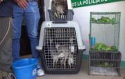 40 animales silvestres son rescatados de un mercado