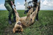 Hallan muertos a 10 leones en una reserva de Tanzania, Patrimonio de la Unesco; sospechan que fueron envenenados