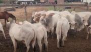 Vaquero es acusado de robar ganado y venderlo