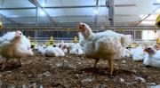 Avicultores se declaran en emergencia y advierten riesgo para la provisión de pollo