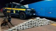Caen 28 bolivianos en Brasil, viajaban en un bus con más de 2.500 cápsulas de droga en el estómago