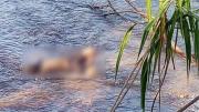 Hallan muerto a un hombre en un río de Valle Sacta; estaba maniatado y autopsia establece estrangulación