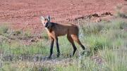 Un borochi cruza la carretera en Riberalta y deja una nueva evidencia de su presencia