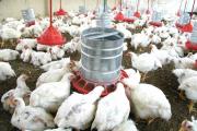 Avicultores alertan que producen a pérdida y advierten riesgo de cierre de granjas por altos costos