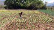 Productores de Mairana negocian tarifas directamente con el transporte