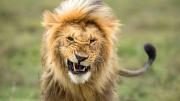 Hallaron muertos a 10 leones en una reserva de Tanzania declarada Patrimonio de la Unesco y sospechan que fueron envenenados