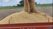 La exportación de soya supera a la de hidrocarburos y genera $us 787 millones hasta agosto