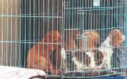El comercio de animales expone a las mascotas al maltrato y al hacinamiento