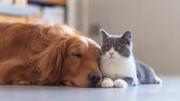 Cochabamba reconoce a los animales como seres sintientes mediante la Ley Municipal Nº 1930