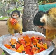 Un centro de custodia de animales silvestres educa contra el mascotismo