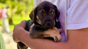 Cochabamba reconoce a los animales como seres sintientes mediante una nueva ley: Son nuestra familia”
