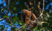 Dos monos que solo existen en Bolivia sobreviven en el Beni y están en peligro de desaparecer