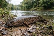 Parece un pez común, pero puede sobrevivir días fuera del agua: ¿por qué Misuri pide a los pescadores matarlo si lo capturan?