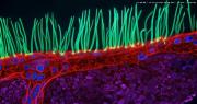 Polémica en concurso de microfotografía: cuestionan video ganador por supuesto uso de IA