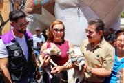 Cochabamba reconoce a los animales como seres sintientes y fortalece su protección mediante una nueva ley municipal
