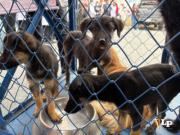 Zoonosis retoma la esterilización masiva de mascotas en Oruro