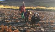 Gobierno refuerza el seguro del agro con Bs 14 millones para proteger la producción en la campaña 2025-2026