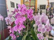 Concepción inaugura el XXVI Festival de la Orquídea con naturaleza, cultura y tradición