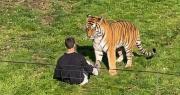 Un hombre muere tras ser atacado por un tigre en un zoológico británico