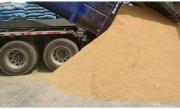 Denuncian desvío de 56 toneladas de soya con destino a Perú