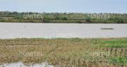 Desborde del río ocasiona inundaciones en sembradíos de soya en el Norte Integrado de Santa Cruz