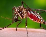 Inician campañas contra el mosquito del dengue