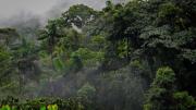 ¿Cuánto vale un bosque en pie? Así le pusieron precio