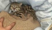 Cochabamba: Rescatan a gato de las pampas que era comercializado por redes sociales