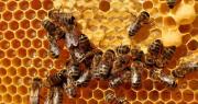 Las abejas están perdiendo terreno en Europa desde hace un siglo
