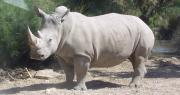 Wami, el rinoceronte del zoo de París trasladado a México para preservar diversidad genética de la especie