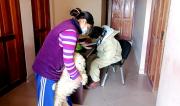 Zoonosis realizará campaña gratuita de vacunación antirrábica este 24 y 25 de octubre