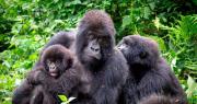 Nace una cría de gorila de montaña en el Parque de Virunga de Congo