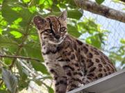 El Tilcayo será la mascota oficial de los Juegos Deportivos Bolivarianos 2029