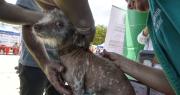Con sus mascotas en brazos, familias participan de la vacunación antirrábica en toda Bolivia