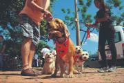 Se puso en marcha la campaña nacional para vacunar a perros y gatos
