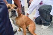 Así marcha la campaña antirrábica nacional que busca vacunar a más de 3 millones de mascotas