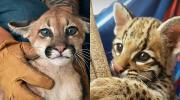 La Felcda informa que los casos que más atiende son maltrato y rescate de animales