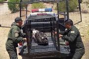 Rescatan a un cóndor andino en Tarabuco; fue hallado debilitado y recibirá valoración veterinaria