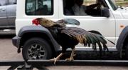 El hachiko boliviano: un gallo espera en la puerta de un hospital tras el deceso de su dueño