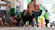 Martín, el gallo que vive en la puerta del oncológico de Santa Cruz tras la muerte de su dueño