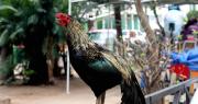 Martín, el gallo que vive en la puerta del Hospital Oncológico de Santa Cruz tras la muerte de su dueño