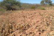SEQUÍA AFECTA A 78.217 FAMILIAS Y PROVOCA LA PÉRDIDA DE MÁS DE 75.000 CABEZAS DE GANADO