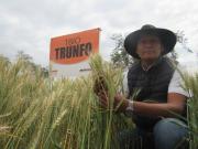 Anapo propone pacto productivo para aumentar la producción de trigo