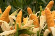 Comité de bioseguridad alimentaria evalúa la solicitud de Anapo sobre el uso de la biotecnología en maíz