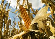 Producción de maíz puede subir de 3 a 6 toneladas por hectárea, aplicando biotecnología