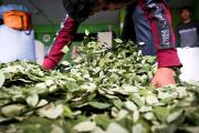 Bolivia busca un balance entre el uso tradicional de la hoja de coca y la lucha antidrogas